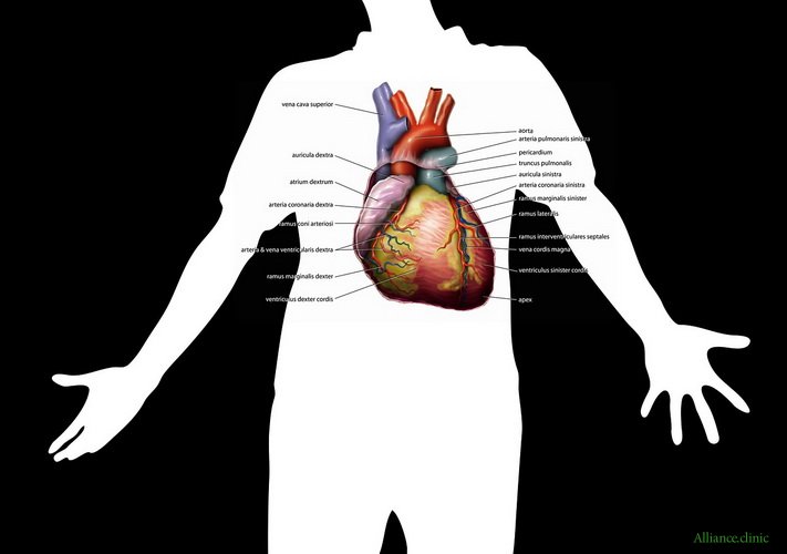 Heart Check Up. Проверка сердечно-сосудистой системы